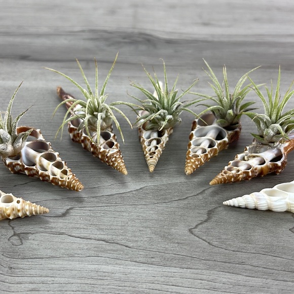 🔆AIR PLANT BUDDY🔆 WITH REAL SEA SHELL HAND MADE AND UNIQUE - Picture 3 of 8